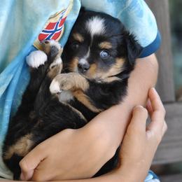 Charlotte - Black tri female Toy Australian Shepherd puppy in Bixby, Oklahoma from Roeboat Aussies