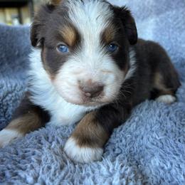 Tinker - Red tri female Miniature Australian Shepherd puppy in Lebanon, Oregon from Two Pines Mini Aussies