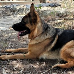 German Shepherds from Christopher & Lori Mollo