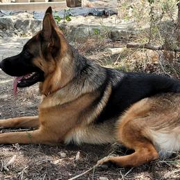 German Shepherds from Christopher & Lori Mollo