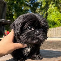 Peaches ( Birmingham Alabama) - Black and white female Shih Tzu puppy in Alvord, Alabama from Gift of Gods Favor