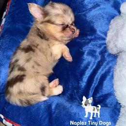 Autumn - Merle female Chihuahua puppy in Naples, Florida from Naples Tiny Dogs