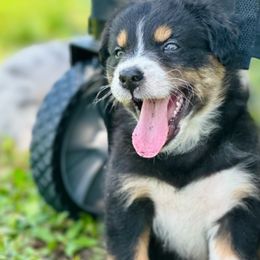 Sky - Black tri-color Australian Shepherd puppy in Florida from Florida Australian Shepherds