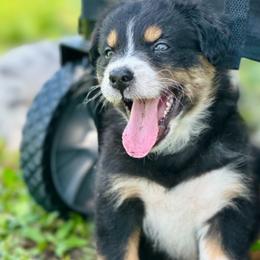 Sky - Black tri-color Australian Shepherd puppy in Florida from Florida Australian Shepherds