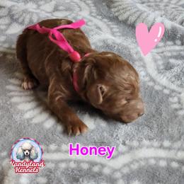 Honey - Red  female Poodle puppy in Hoagland, Indiana from Kandyland Kennels