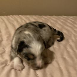 Bluey - Blue merle male Miniature American Shepherd puppy in Westwego, Louisiana from Connie's American Eskimo Dogs and Mini Australian Shepherd Dogs