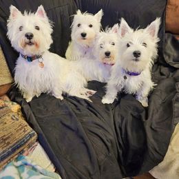 West Highland White Terrier puppies from Shekinah’s Mi-Kis & Cricket Hill’s Westies