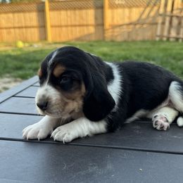 Puppy 9 - Black white and tan Basset Hound puppy in Inman, Nebraska from Sandhill Hounds of Nebraska