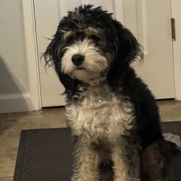 Dayton - Bernedoodle