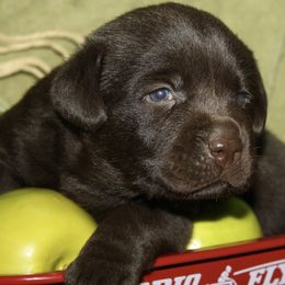 Labrador Retriever Puppies from Tuckwet Labradors