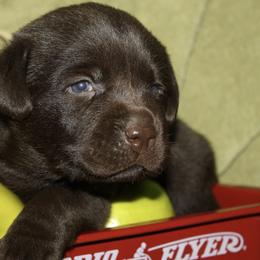 Labrador Retriever Puppies from Tuckwet Labradors