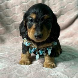 Bronco - Black and tan male Dachshund puppy in Lincoln, Arkansas from Red Dirt Dachshunds