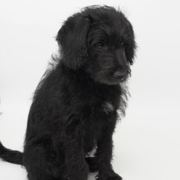 Bordoodle and Poodle Puppies from 5 Cent Canine Co.