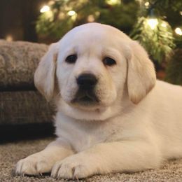 Labrador Retriever Puppies from Northern Ridge Retrievers