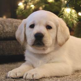 Labrador Retriever Puppies from Northern Ridge Retrievers