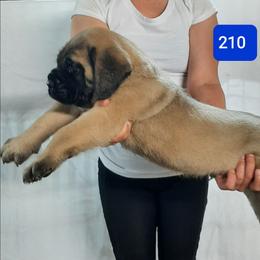 AKC PUP 210 - Fawn male Mastiff puppy in Ava, Missouri from Ozark Mountain Mastiffs
