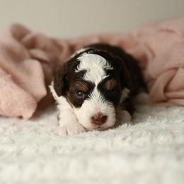 Glory - Red tri-color female Aussiedoodle puppy in Lincoln, California from Frenchie LOVE and Doodles