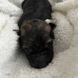 Mint Collar - Sable female German Shepherd puppy in Punta Gorda, Florida from Blitzenhaus Working Dogs