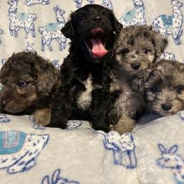 Aussiedoodle puppies from BellCrist Little bits