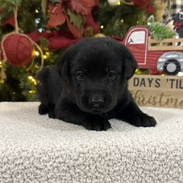 Hunter Green - Black male Labrador Retriever puppy in Kinta, Oklahoma from Beaver Creek Kennels