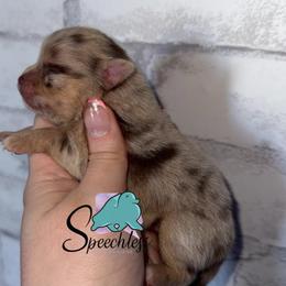 Storm - Chocolate merle female Pomeranian puppy in Perry County, Ohio from Speechless Pom’s