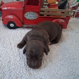 Girl 3 - Chocolate female Dachshund puppy in Farmerville, Louisiana from Hancock House of Basset Hounds & Mini Dachshunds