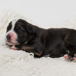 Onyx - male Australian Mountain Doodle puppy in Cortez, Colorado from Sassy Pants Pups