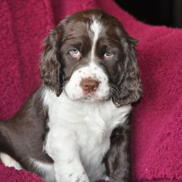 English Springer Spaniel Puppies from Rocky Mountain Springer Spaniels