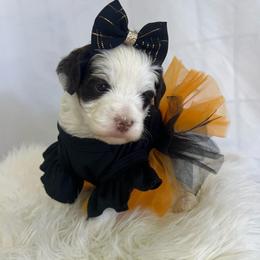 Roxie - Parti female Goldendoodle puppy in Boaz, Alabama from Doodles All Day