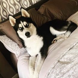 Thunder - Siberian Husky