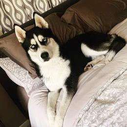 Thunder - Siberian Husky