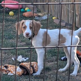 Orange - Orange and white female Brittany puppy in Everett, Washington from Carrae's Brittanys