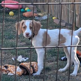 Orange - Orange and white female Brittany puppy in Everett, Washington from Carrae's Brittanys