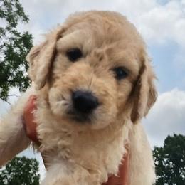 Purple Collar - Cream female Goldendoodle puppy in Willow Springs, Missouri from Todd Family Homestead