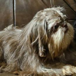 Anika - Shih Tzu