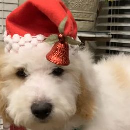 Bernedoodles from Kings Bernedoodles