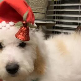 Bernedoodles from Kings Bernedoodles