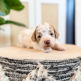 Myth - Parti male Goldendoodle puppy in Jackson, Tennessee from Doodlebug Farms
