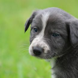 Girl 1 - Slate female Border Collie puppy in Tylertown, Mississippi from Cool Meadow Farms