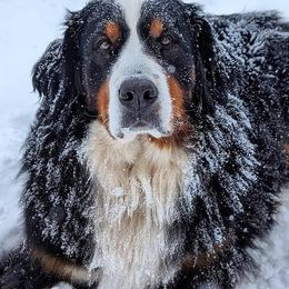Monarda - Bernese Mountain Dog
