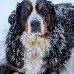 Monarda - Bernese Mountain Dog