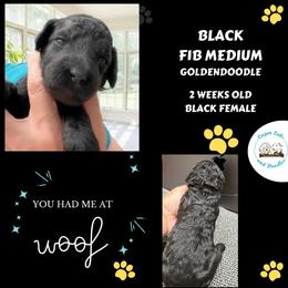 Onyx: Black Collar - Black female Goldendoodle puppy in Raceland, Louisiana from Cajun Doodles