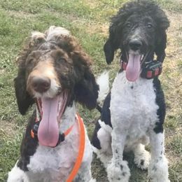 Poodles from Mazie's Standard Poodles