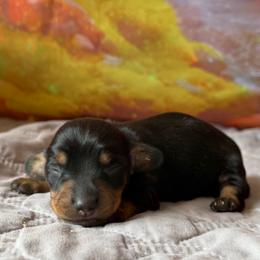 Monty - Black and tan male Dachshund puppy in Pflugerville, Texas from Dream A Dream Dachshunds