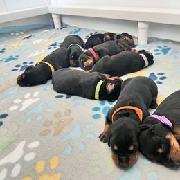 Boy 2 - Doberman Pinscher puppy from Mystical Doberman Pinchers