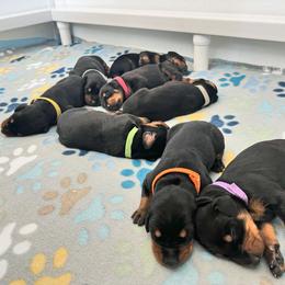 Boy 2 - Doberman Pinscher puppy from Mystical Doberman Pinchers