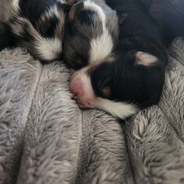 Miniature Australian Shepherd and Toy Australian Shepherd Puppies from Kinsley's Cuties & SouthPaw Creations