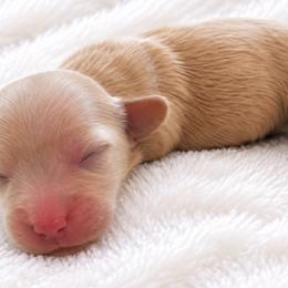 Joy - Cream female Dachshund puppy in Sebring, Florida from Mini Weenies