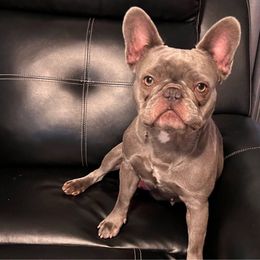 Dam Nellie - French Bulldog
