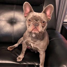 Dam Nellie - French Bulldog